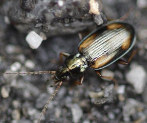 Bembidion sp.